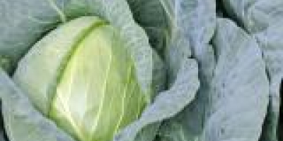 I will sell white cabbage Jaguar 20 tons. Very