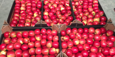 I will sell an idared apple, I will sell