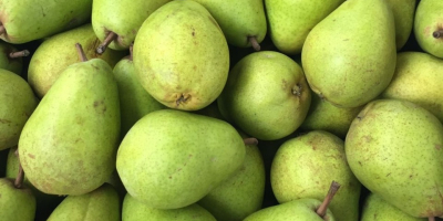 Fresh pear LUCAS. I have a lot of pear