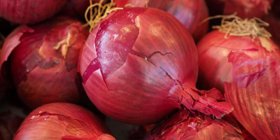 I will buy onions in wholesale quantities. Red onion,