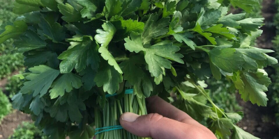 I will sell parsley in wholesale quantities. Large bunches.