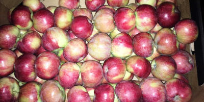 Alwa for sale from the producer. The apple producer