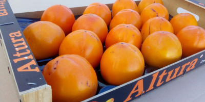 A large producer sells persimmon fruit. Fruit of very