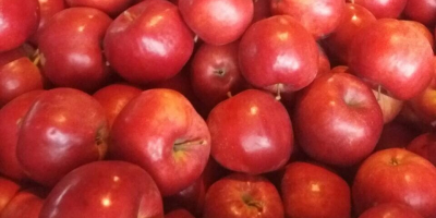I will sell naidared, idared apple in very good