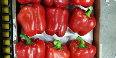 Red pepper, green, yellow, orange from Spain, G or