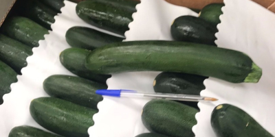 Ich werde eine sehr schöne Zucchini verkaufen. Kostenlose Pakete