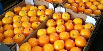 Nagyon szép narancs Spanyolországból. Vonzó ár. Ingyenes csomagolás. Nagykereskedelmi