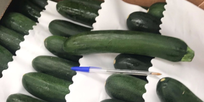 Ich werde Zucchini, Import aus Spanien, schön, frisch, G21