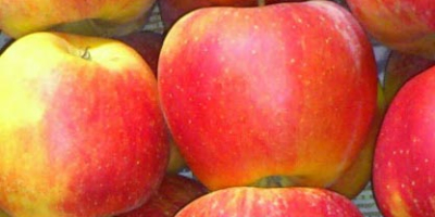 I will sell apples Szampion / Champion around 20t.