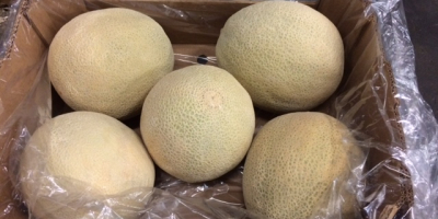 I will sell Melon - Caribbean gold - in
