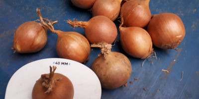 We will sell sorted onions. Nice, dry onion, 15kg