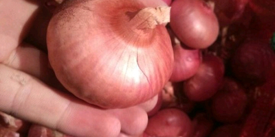 red onions,diam over 8mm