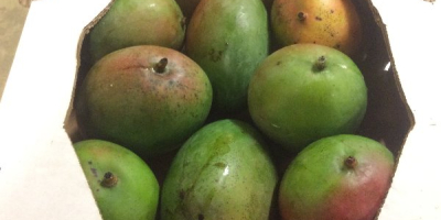 I will sell fresh mango, origin - West African