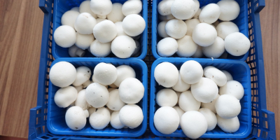 Hello . I will sell white mushrooms of various