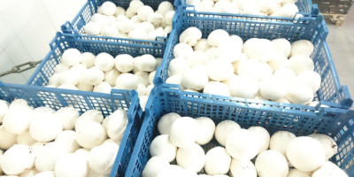 Hello . I will sell white mushrooms of various