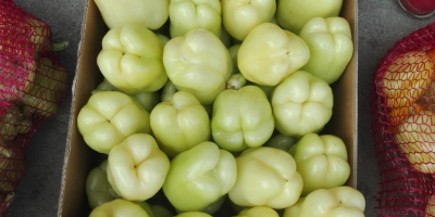 I will sell white pepper type block (1st class,