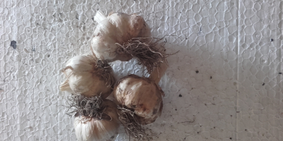 I will sell healthy garlic aromatic spring, good quality