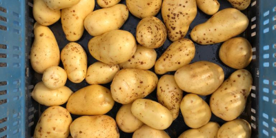 Charlotte: Diese in Frankreich hergestellte Kartoffel mit extra fester