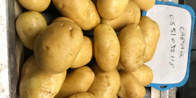 Caesar: Originally from Holland, this potato has a fleshy