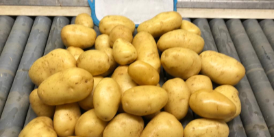 Agata is a Dutch potato variety with a beautiful