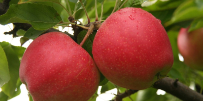I am looking for recipients for apples. Variations: -GALA