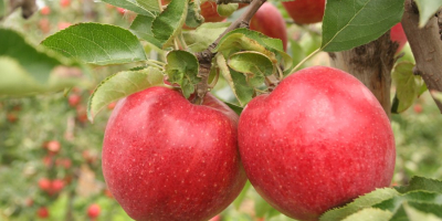 I am looking for recipients for apples. Variations: -GALA