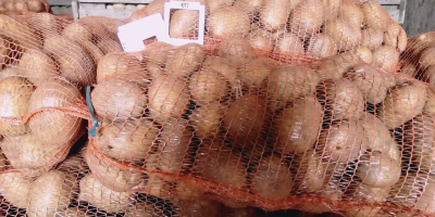 55+ von Carera.Bellarosa, Sorte Redfantasy-Kartoffel im Raschelbeutel 25 kg.