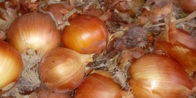 We will sell wholesale quantities of onions from Spain