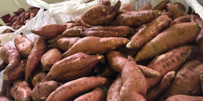 I sell sweet potatoes, variety: bearegard, industrial, orange, color: