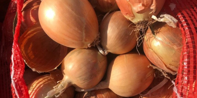 I will sell golden onions, very good quality, uncalibrated,