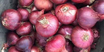 FRESH ONIONS/RED ONIONS/YELLOW ONIONS 1. Variety: Red onion, yellow