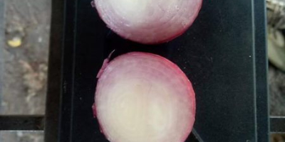 FRESH ONIONS/RED ONIONS/YELLOW ONIONS 1. Variety: Red onion, yellow