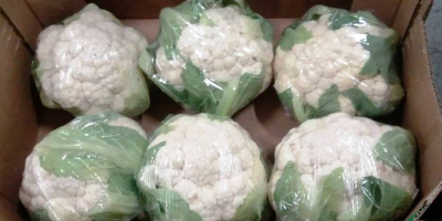 I will sell cauliflower: - 1st class, import from