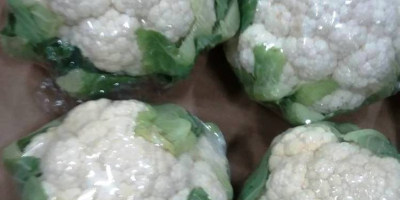 I will sell cauliflower: - 1st class, import from