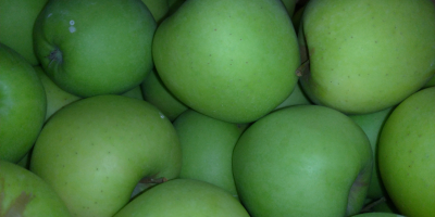 Hello. For sale apple varieties Gden delicious Ligol Lobo