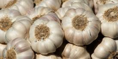 Wholesale Garlic Price - new crop, hot sales Sell