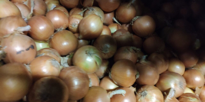 I will sell wholesale quantities of onions from 100
