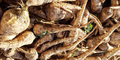 Horseradish root for sale wholesale quantities. Horseradish in class