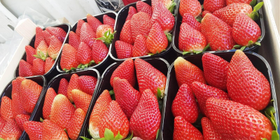 I will sell strawberries season 2019. We have fresh