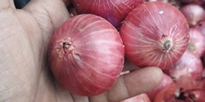 Red and Yellow Onions for Sale whatsapp: + 45