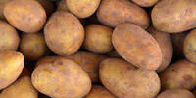 Наименование на продукта Свежи картофи Цвят Жълт, Червен Разнообразие