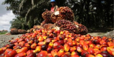 Палмово масло Сурови и рафинирани, Palm ядрото масло, масло