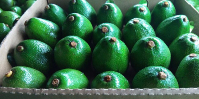 Компанија БОС Фоод Интернатионал продаје егзотичне плодове - авокадо