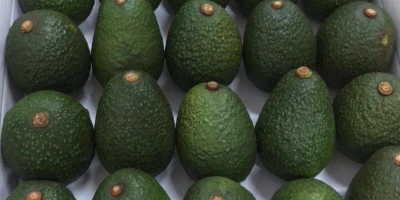 Компанија БОС Фоод Интернатионал продаје егзотичне плодове - авокадо