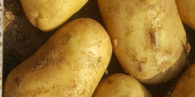Neue Kartoffeln vom Hersteller, Ägypten 350 $ cif Koper