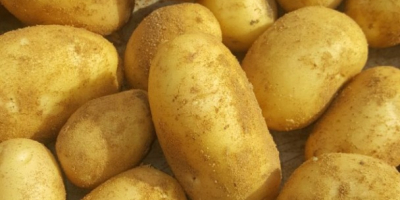 Нови картофи от производителя, Египет 350 $ CIF Koper