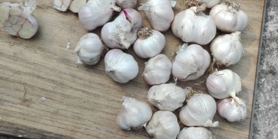 I will sell jarus garlic with home grown crops.