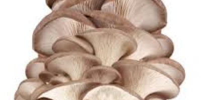 I will buy a mushroom for drying - a