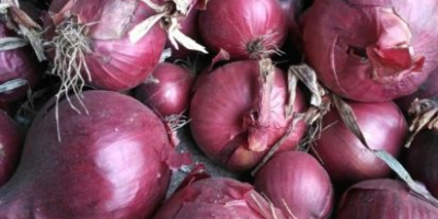 I will sell red onions! Not flared, sorted, in