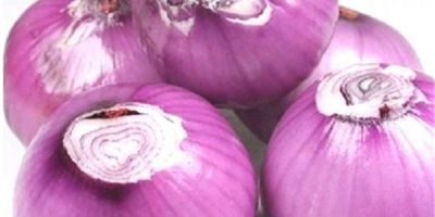 1) Variety: yellow onion ,red onion 2) Sizes: 5cm-7cm,